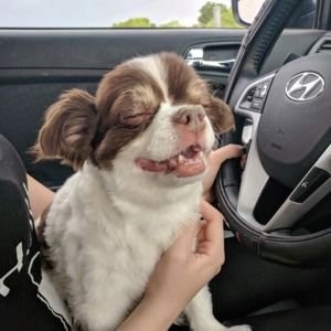 Meet your Posher, Frank